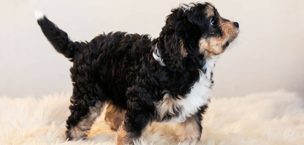 When do Bernedoodles go into heat