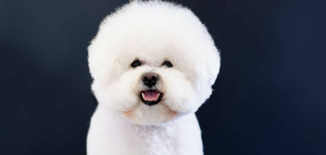 When do Bichons go into heat