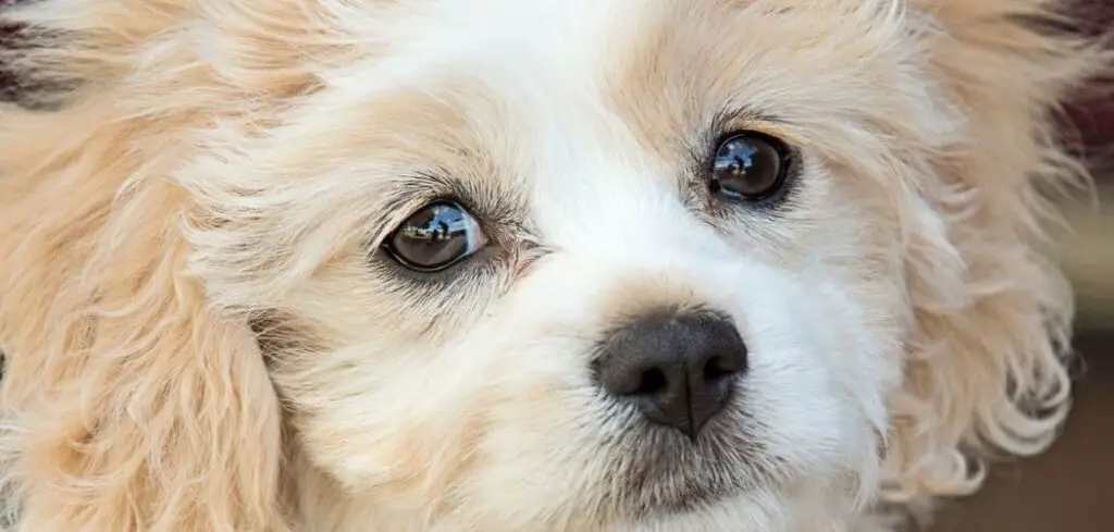 When do Cavachons go into heat
