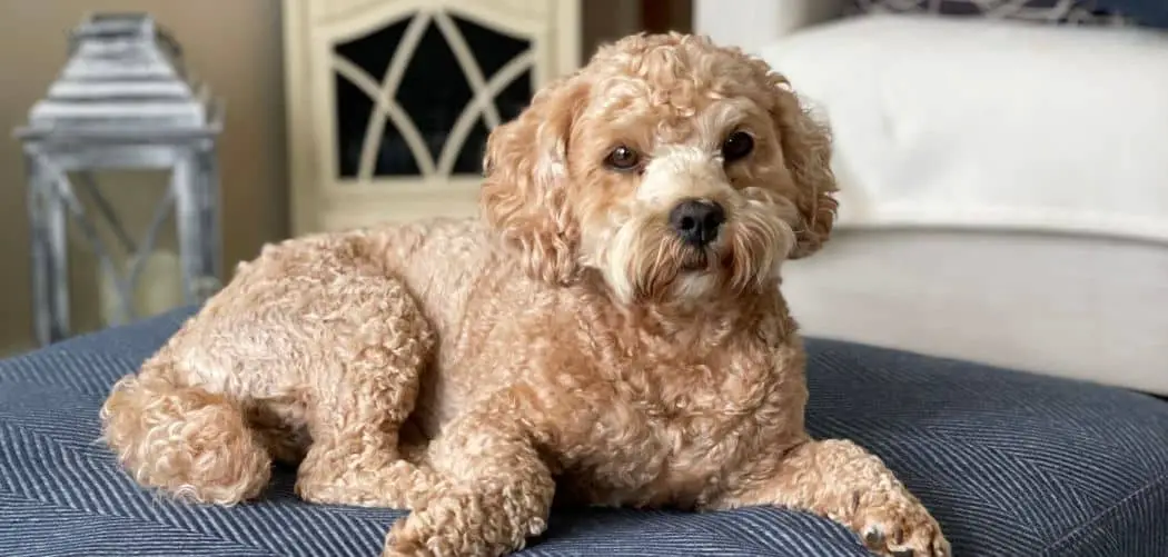 When do Cockapoos go into heat