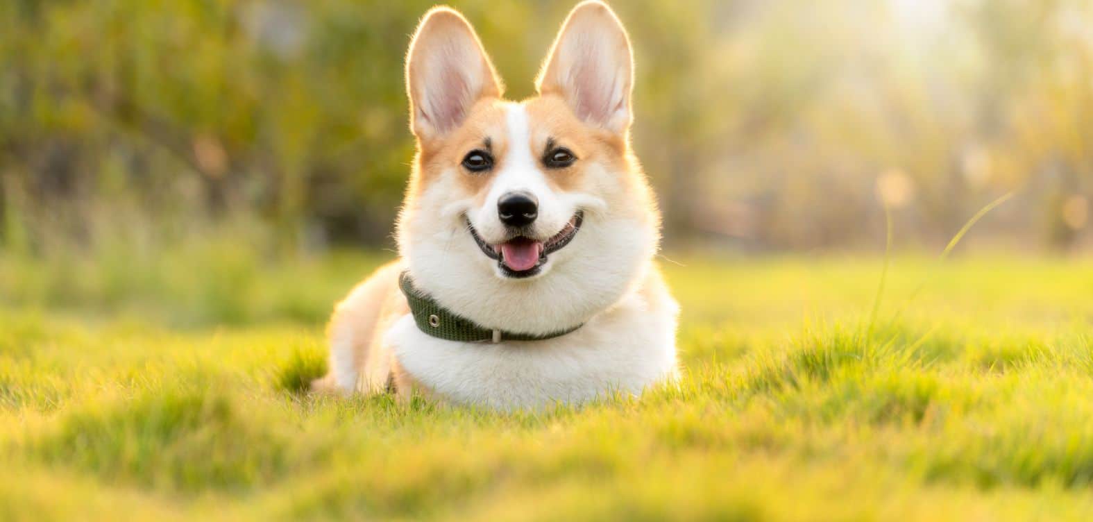 When do Corgis go into heat