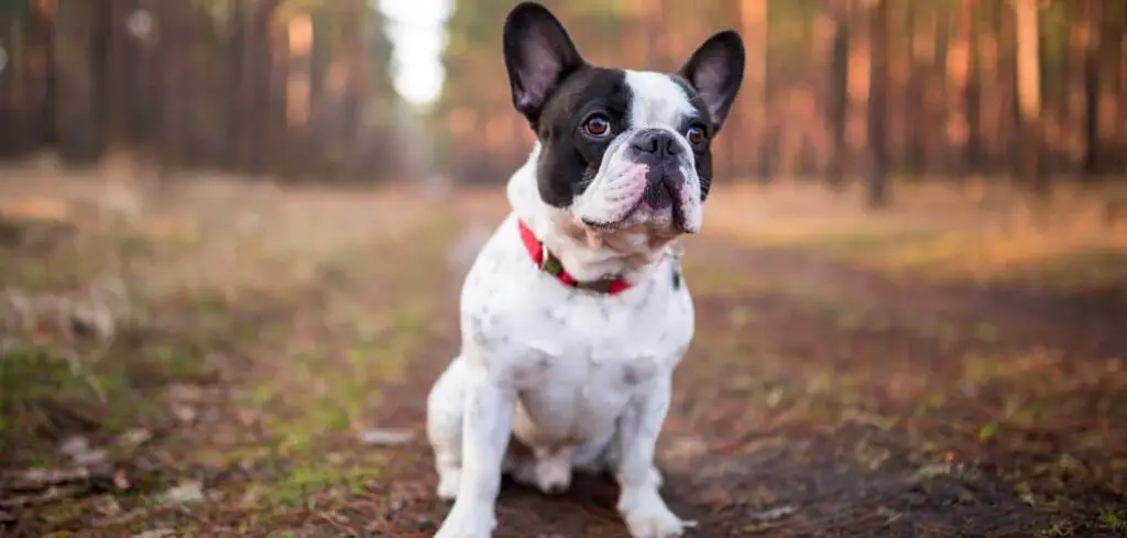 When do French Bulldogs go into heat
