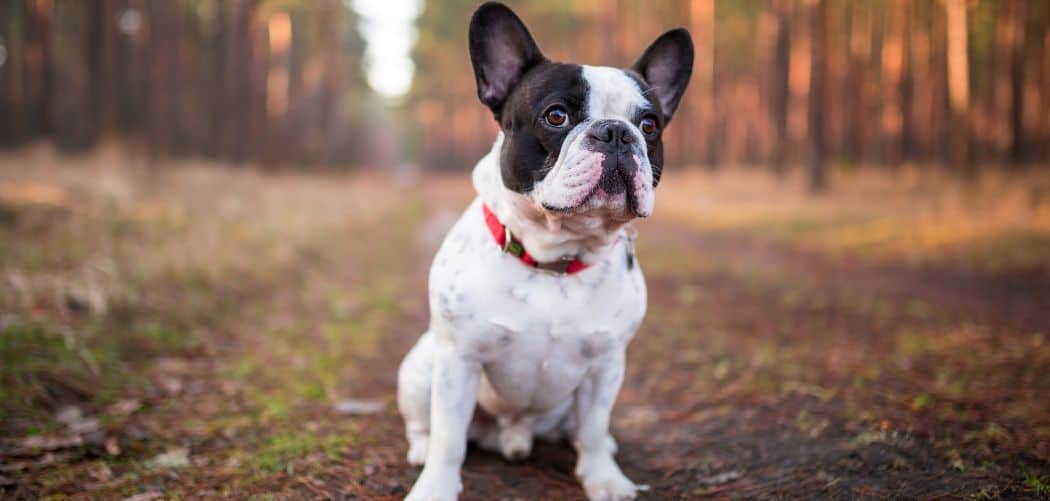 When Do French Bulldogs Go Into Heat? What To Expect Canines and Pups