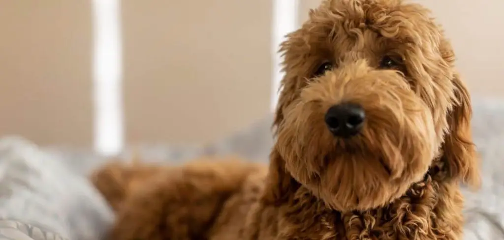 When do Goldendoodles go into heat
