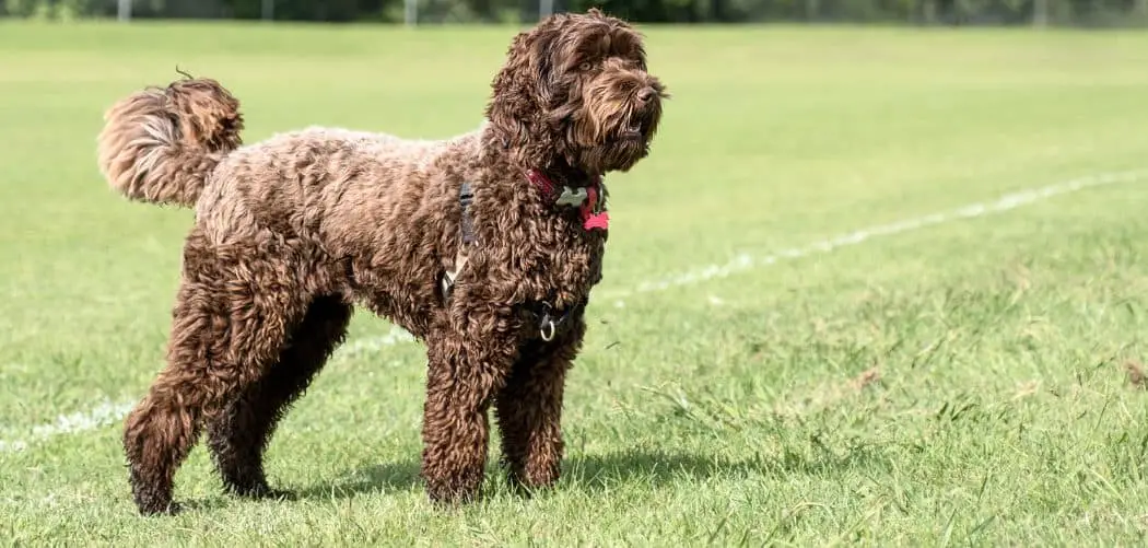 When do Labradoodles go into heat