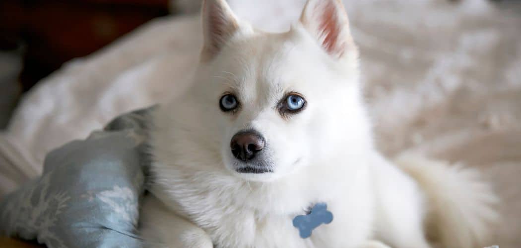 When do Pomkies go into heat