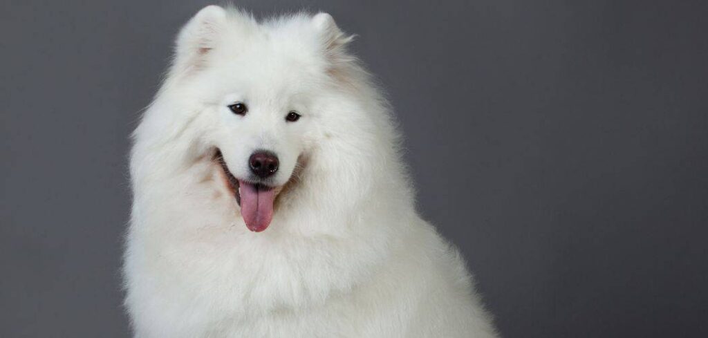 When do Samoyeds go into heat