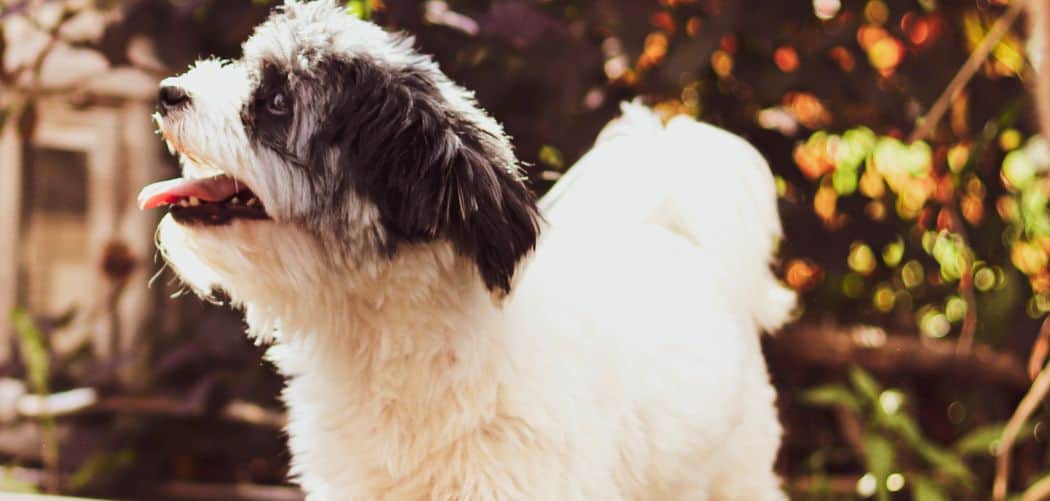 When do Sheepadoodles go into heat