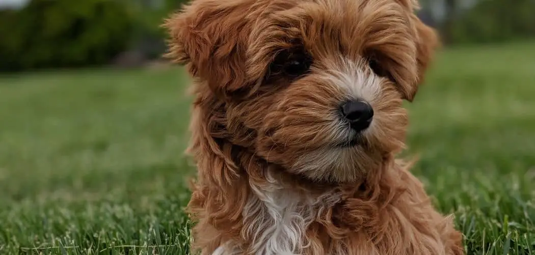 When do Yorkipoos go into heat