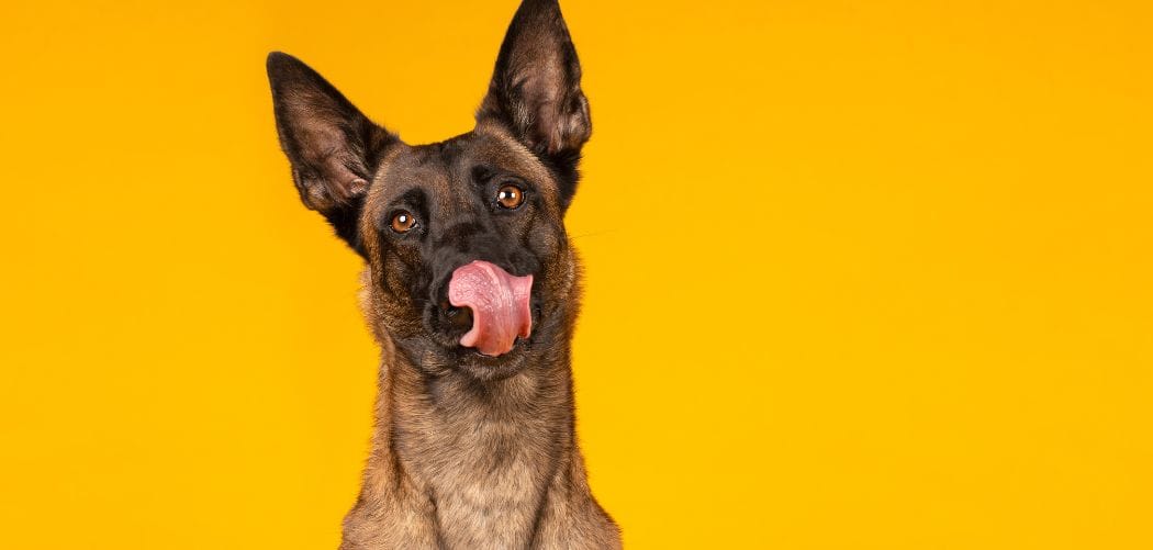 Why does my Belgian Malinois lick me
