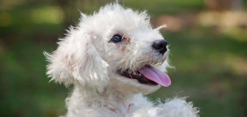 Why is my Bichon Frise so clingy