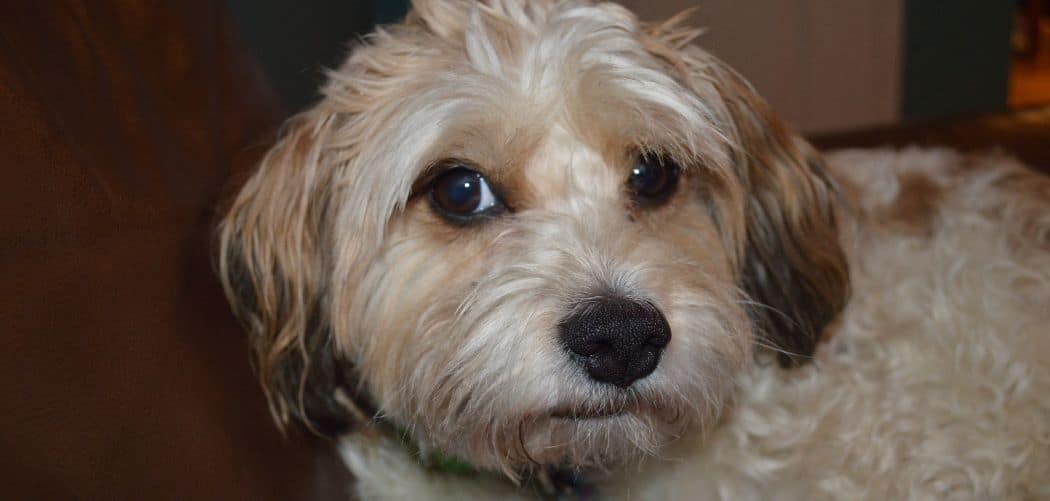 Why is my Cavachon so clingy