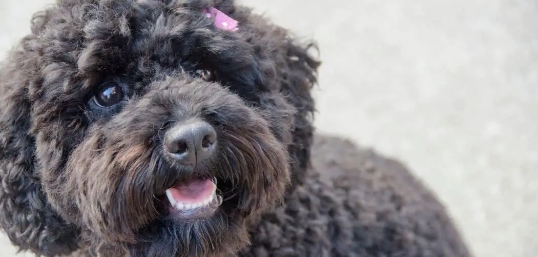 Why Is My Cockapoo So Clingy? A Guide Canines and Pups