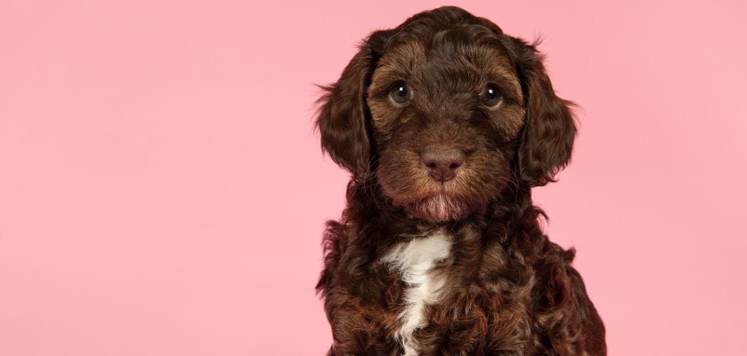 Why is my Labradoodle so clingy