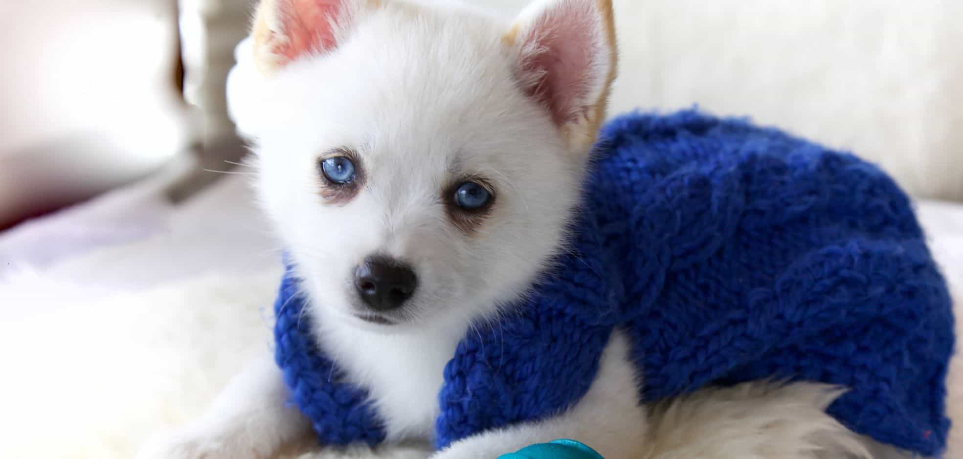 Why is my Pomky so clingy