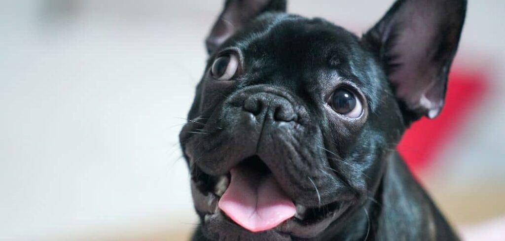 Why is my french bulldog too clingy