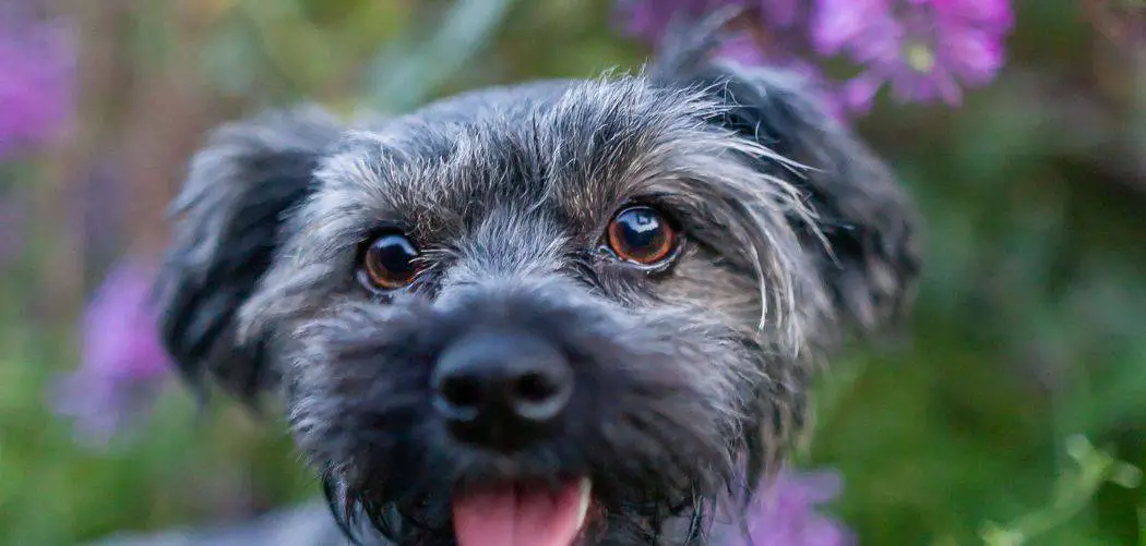 Yorkie Poo Breathing Fast