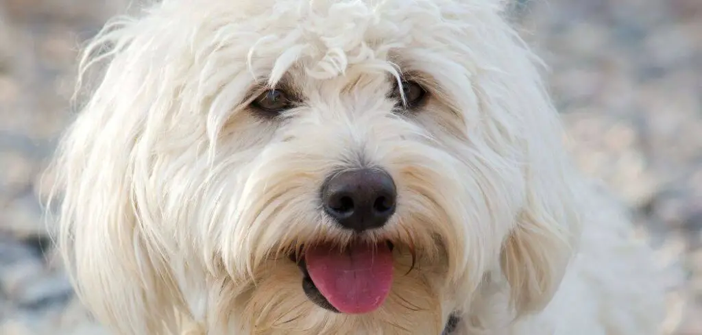 Yorkipoo crying