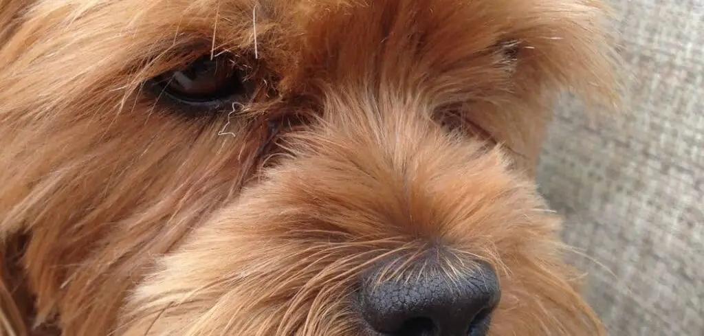 Yorkipoo shaking