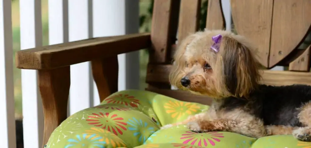 Yorkipoo with diarrhea