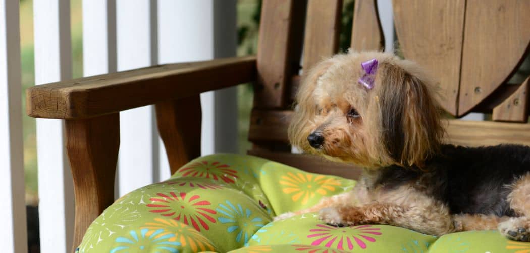 Yorkipoo with diarrhea