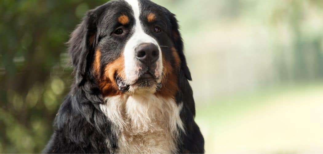 are Bernese Mountain Dogs hard to train
