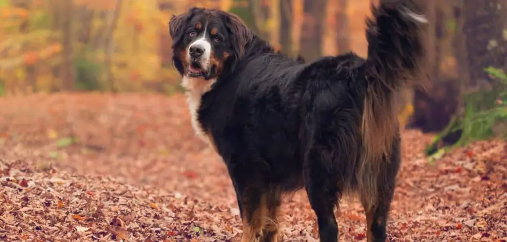 do Bernese Mountain Dogs run away