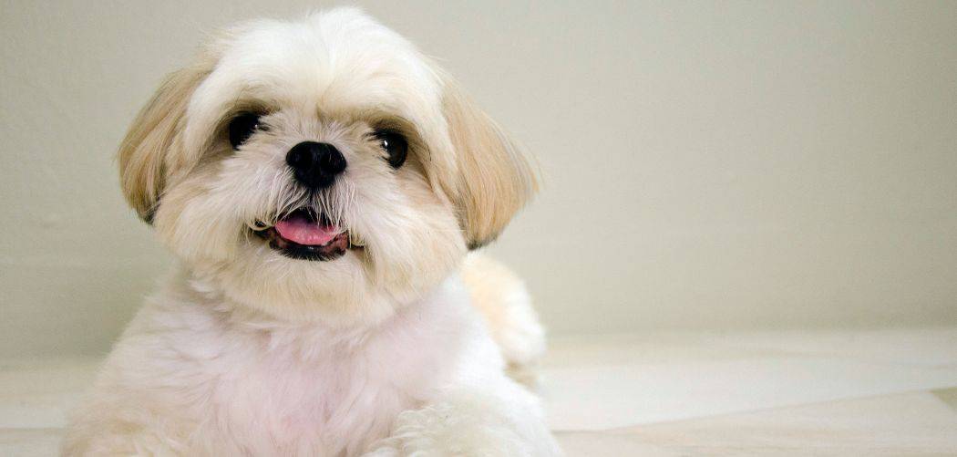 is my Shih tzu too skinny