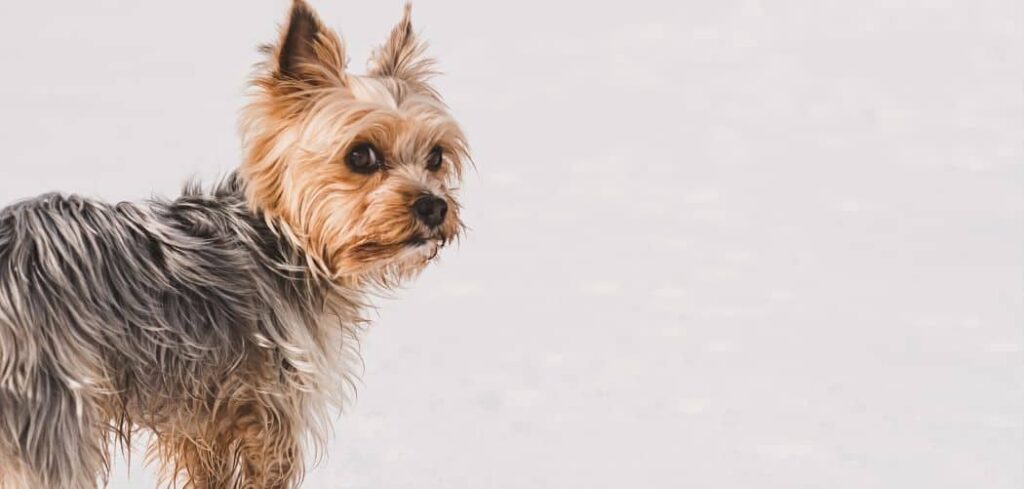 is my yorkie too skinny