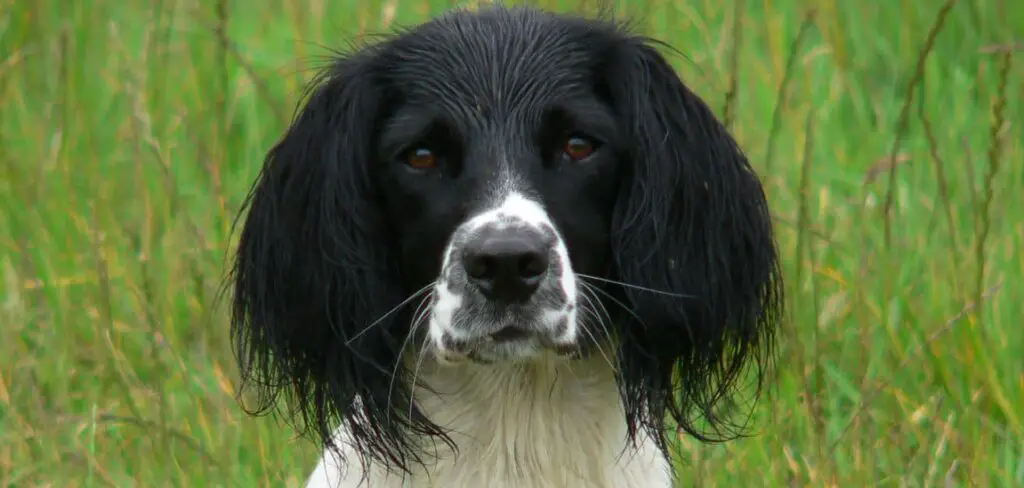 when do Springer spaniels go into heat