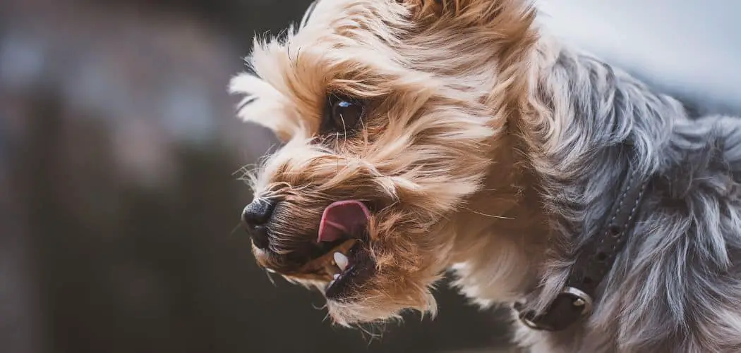 when do yorkies go into heat