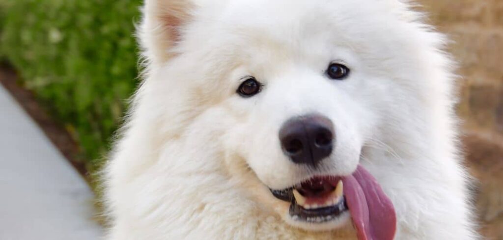 why is my Samoyed so clingy