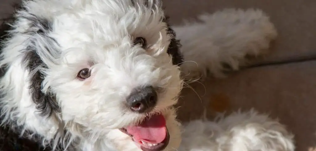 why is my Sheepadoodle so clingy