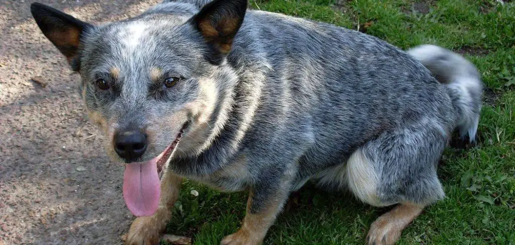 Blue Heeler so itchy