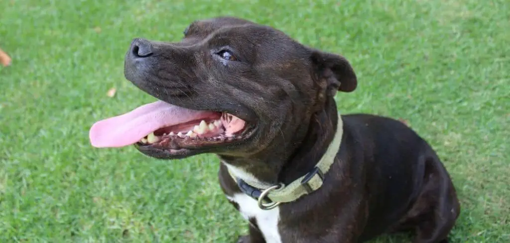 why is my staffy drooling