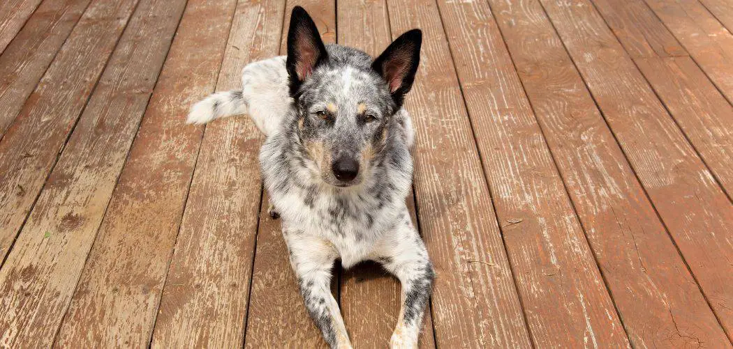 Blue Heeler Eats Everything