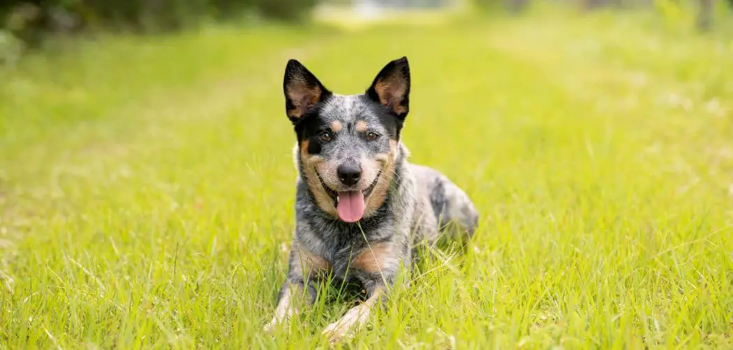 Blue Heeler eating grass