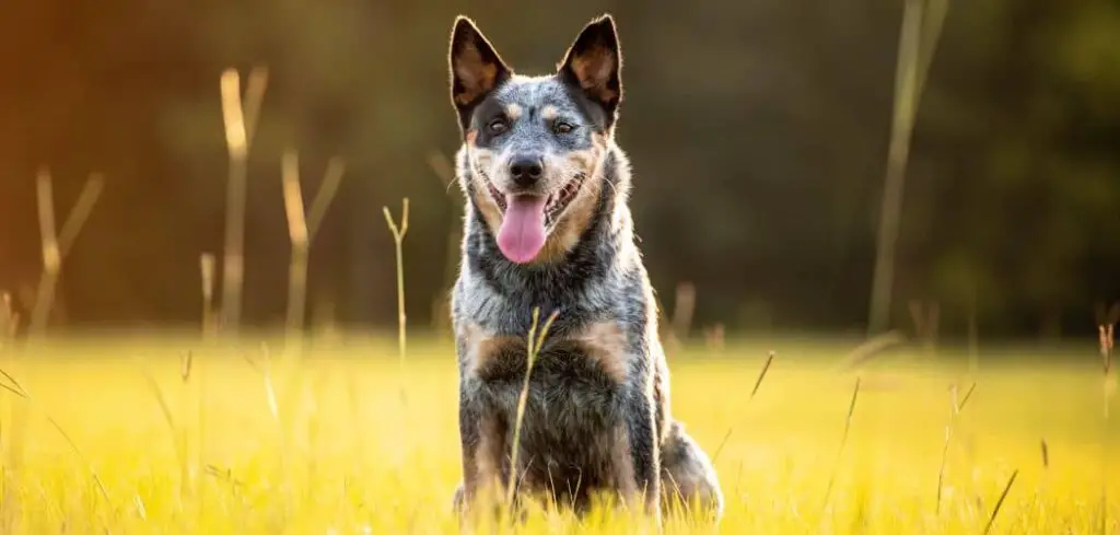 Why Does My Blue Heeler Howl