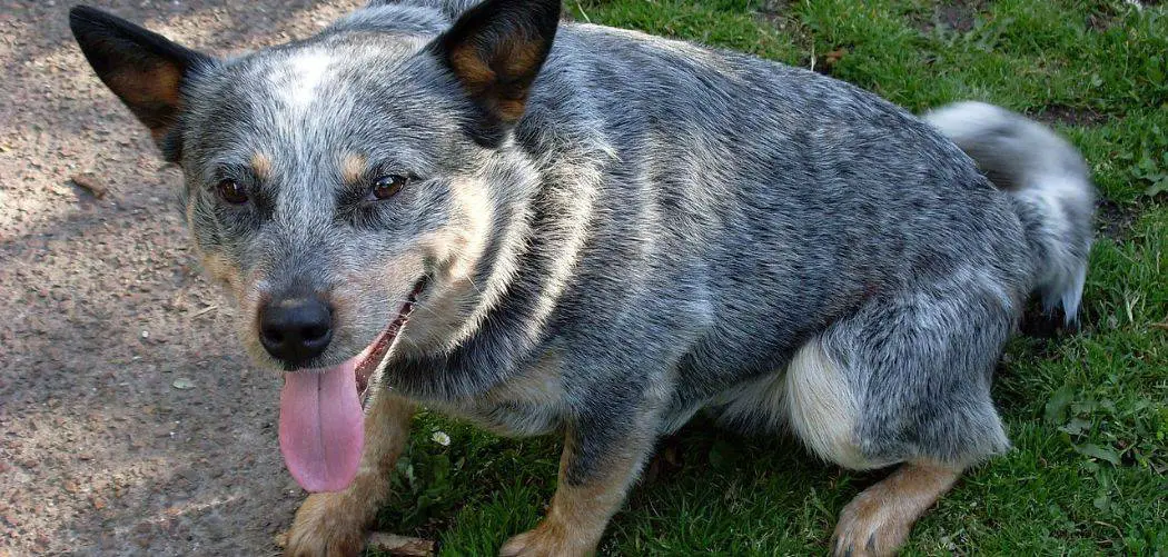 Why is my Blue Heeler acting weird