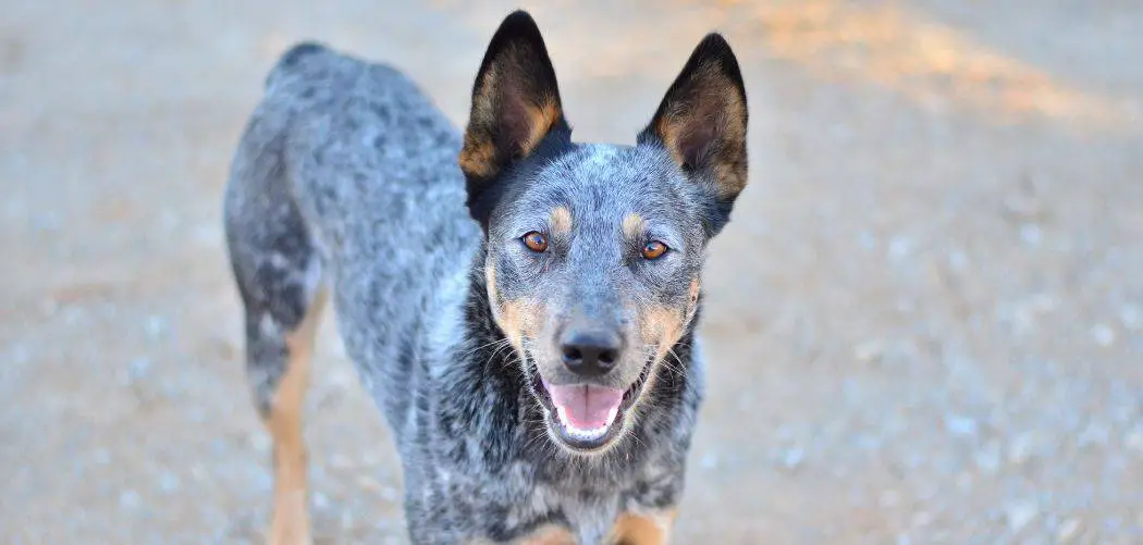 Why is my Blue Heeler shedding so much