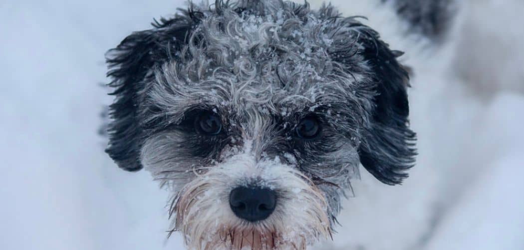 Blue merle Cavapoo