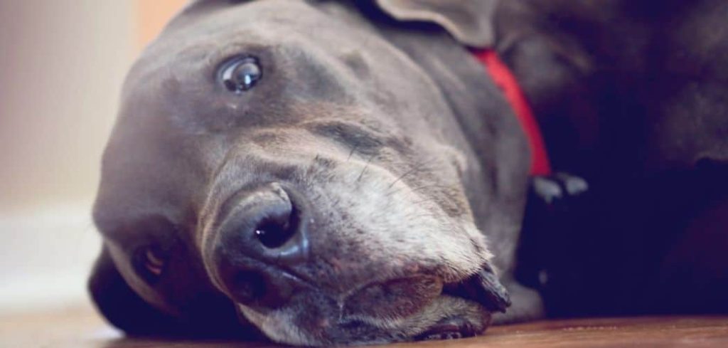 great dane dying