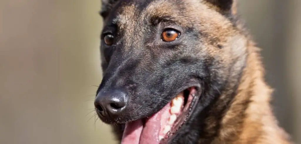 Can Dehydration Cause Shivering in Dogs