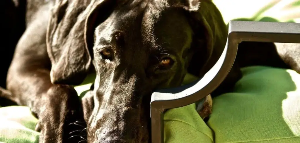 Dog Diarrhea and Shaking Head