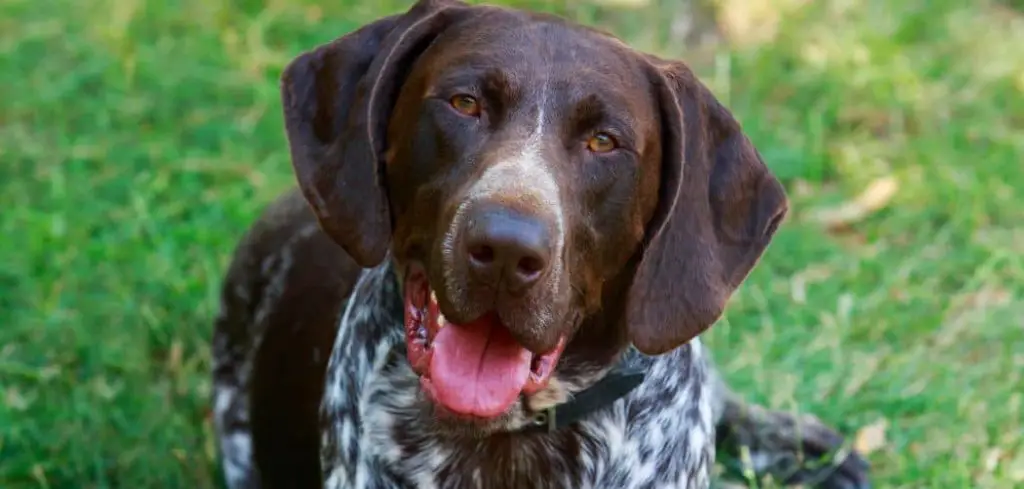 Dog Hiccups and Licking Lips