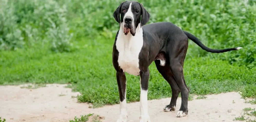 great dane keeps falling