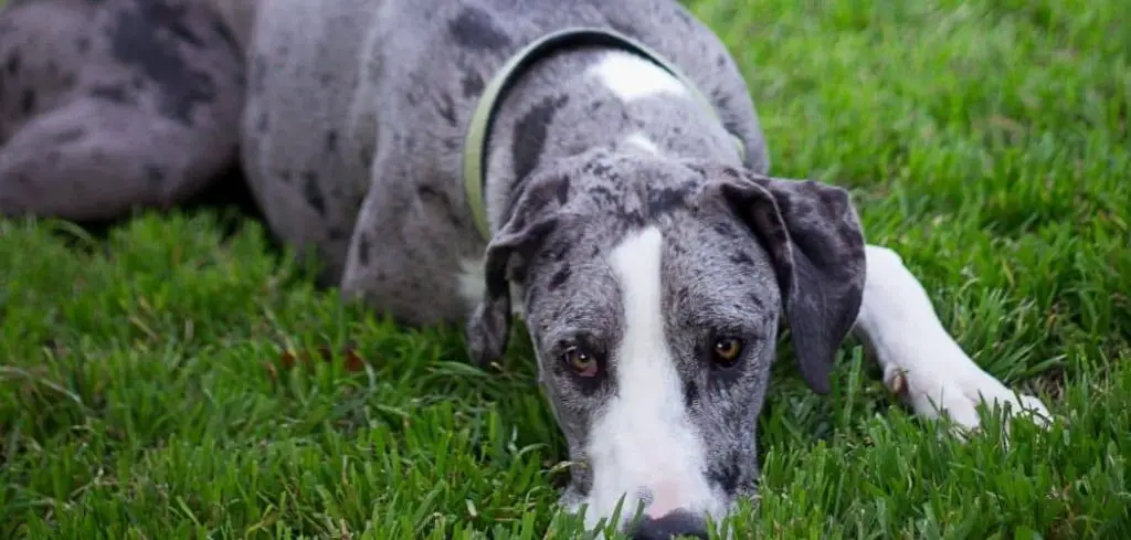 great dane losing hair