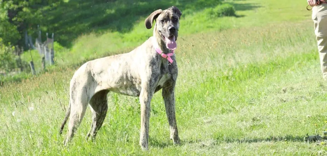great dane losing weight