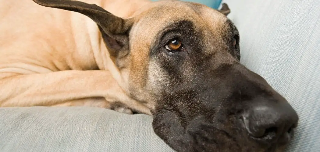 great dane pooping in the house