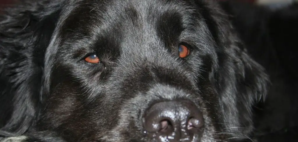Dog Diarrhea Due to Stress